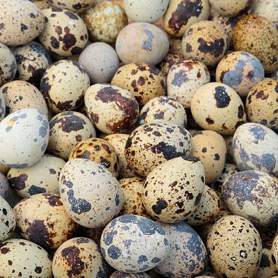 Jaja przepiórcze