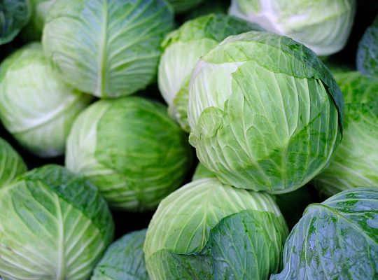 Kapusta biała