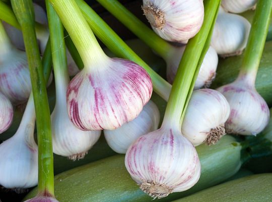 Czosnek polski młody