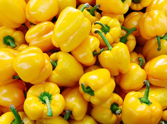 Papryka żółta