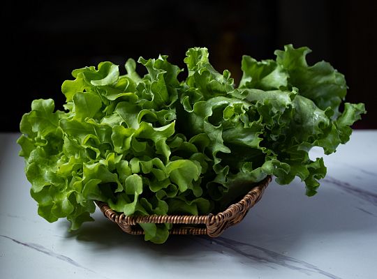 Sałata karbowana zielona
