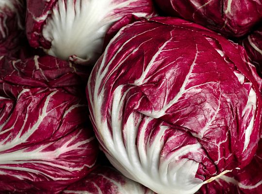 Sałata radicchio