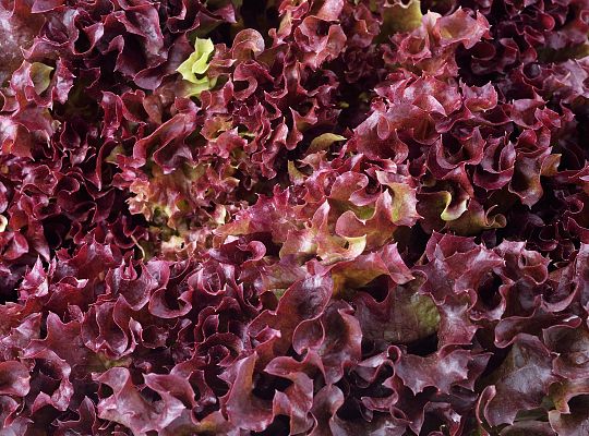 Sałata karbowana czerwona