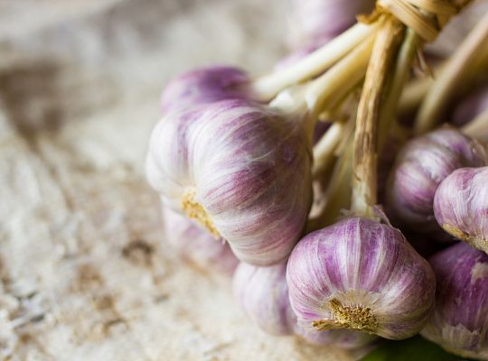 Czosnek polski Harnaś