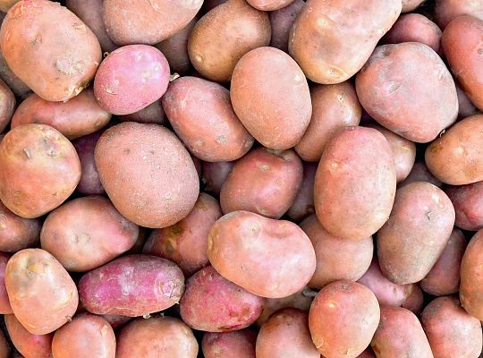 Ziemniak czerwony Bellarosa
