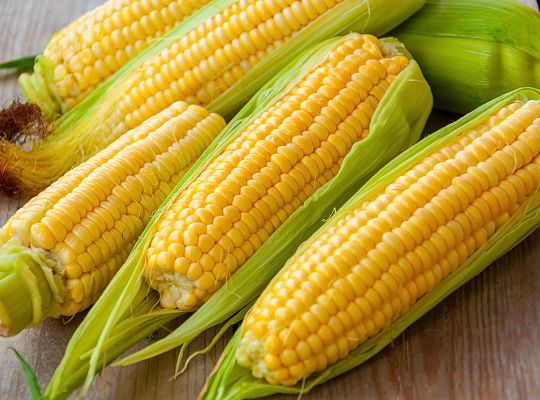 Kukurydza kolba