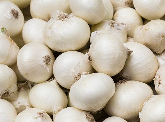 Cebula biała czosnkowa