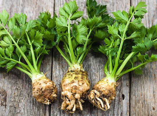 Seler młody korzeń