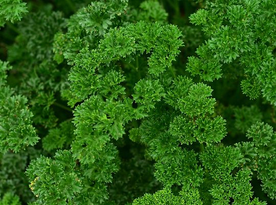 Pietruszka nać dekoracyjna