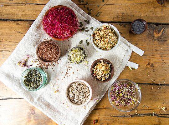 Kiełki: lucerna, słonecznik, burak, fasola mung, por, rzodkiewka