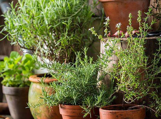 Zioła doniczkowe i cięte: bazylia, mięta, rozmaryn, tymianek, kolendra, lubczyk, bazylia czerwona, oregano