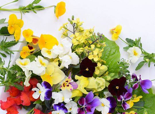 Kwiaty jadalne: sezonowe kolorowe kwiaty jadalne