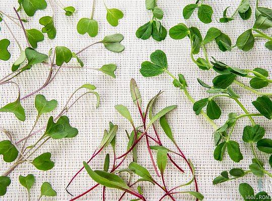 Mikroliście: jarmuż, burak, amarantus, groszek mizuna, rzodkiewka, Pak Choi, rukiew wodna