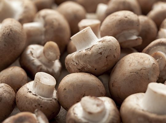 Pieczarka brunatna